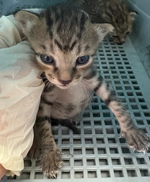 【待認養】混種貓 貓 (女生) - 新北市五股區公立動物之家