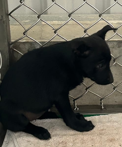 【待認養】混種犬 狗 (女生) - 臺東縣動物收容中心