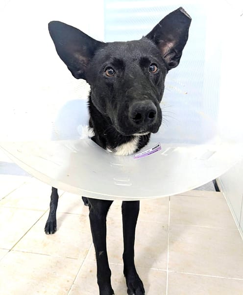 【待認養】混種犬 狗 (男生) - 新竹縣動物保護教育園區