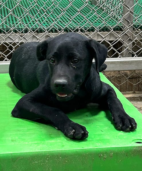 【待認養】混種犬 狗 (男生) - 臺東縣動物收容中心