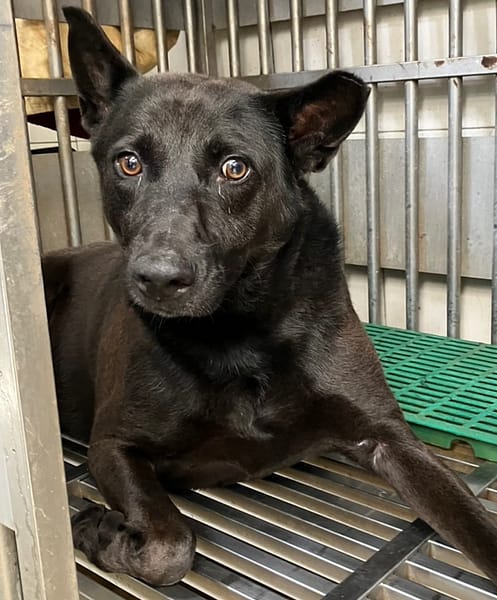 【待認養】混種犬 狗 (男生) - 新北市新店區公立動物之家