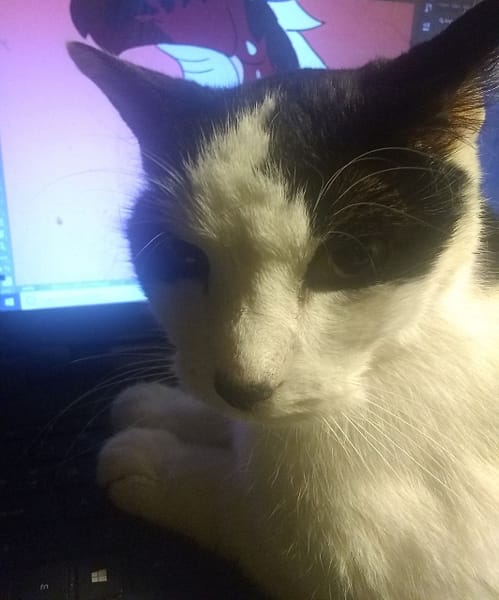 惠鑫寵物時尚創意美容