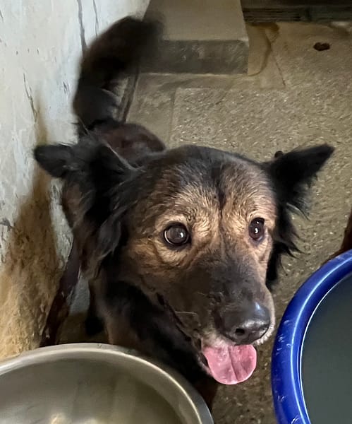【待認養】混種犬 狗 (女生) - 苗栗縣動物保護教育園區