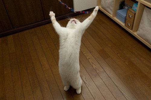 呼嚕嚕療癒貓舍