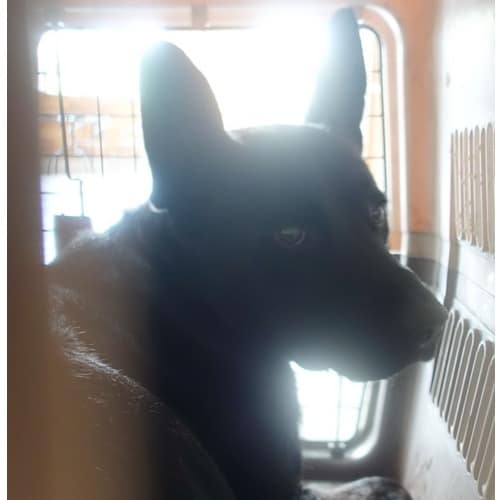 【待認養】混種犬 狗 (男生) - 宜蘭縣流浪動物中途之家