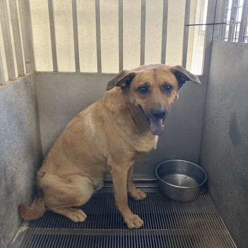 【待認養】混種犬 狗 (男生) - 桃園市動物保護教育園區