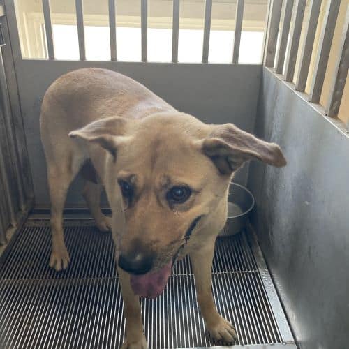 【待認養】混種犬 狗 (女生) - 桃園市動物保護教育園區