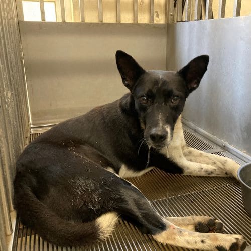 【待認養】混種犬 狗 (男生) - 桃園市動物保護教育園區