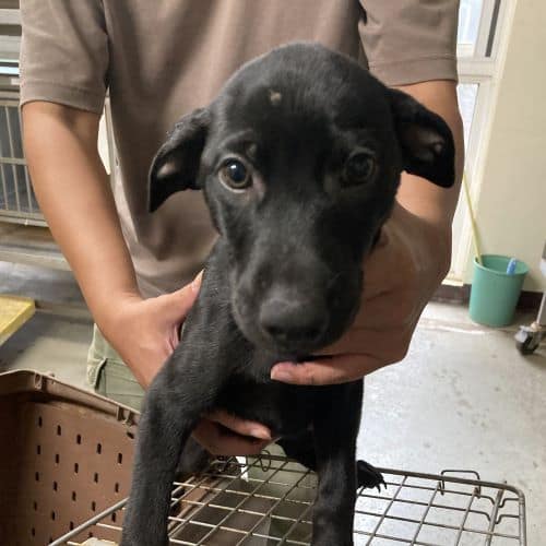【待認養】混種犬 狗 (男生) - 桃園市動物保護教育園區