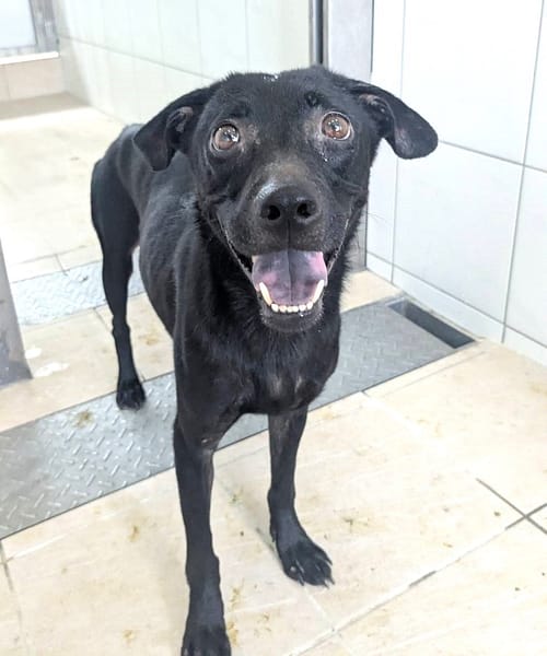 【待認養】混種犬 狗 (女生) - 新竹縣動物保護教育園區