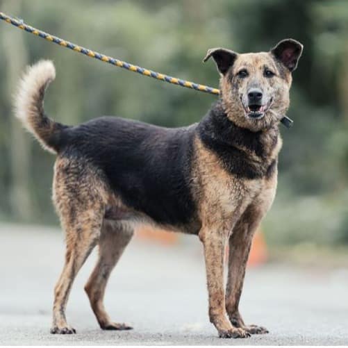 【待認養】混種犬 狗 (女生) - 新北市中和區公立動物之家