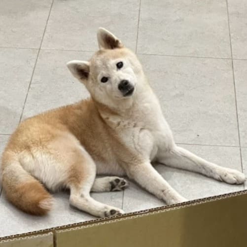 【待認養】柴犬 狗 (女生) - 基隆市寵物銀行