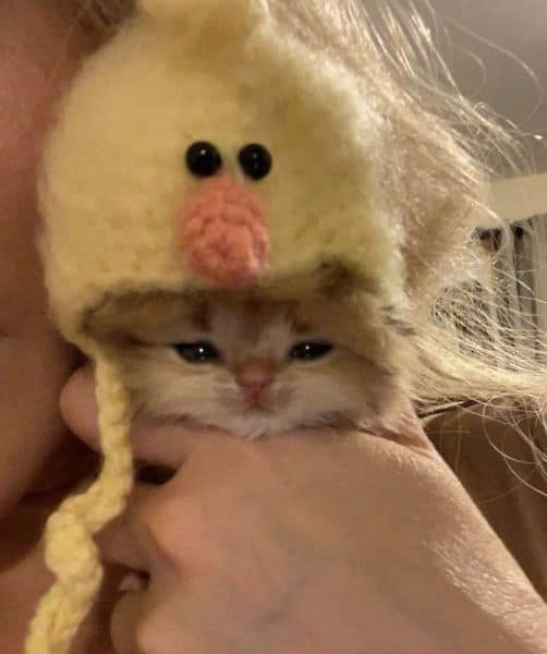 咕嚕貓舍三民分店