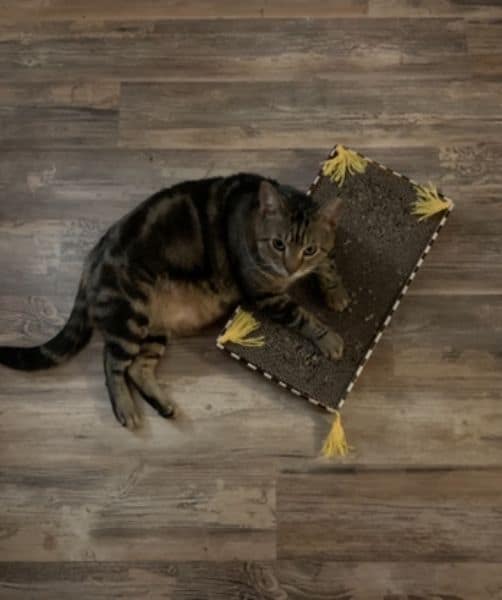 騰雨寵物國際有限公司