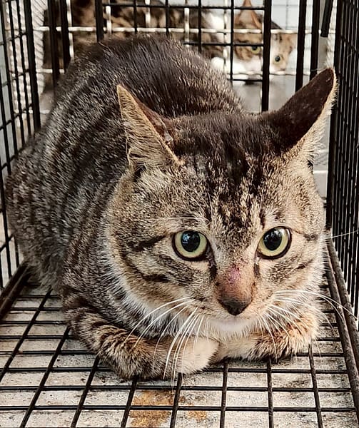 【待認養】混種貓 貓 (女生) - 新北市三芝區公立動物之家