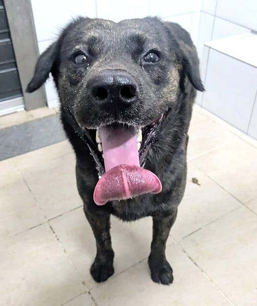 【待認養】混種犬 狗 (男生) - 新竹縣動物保護教育園區