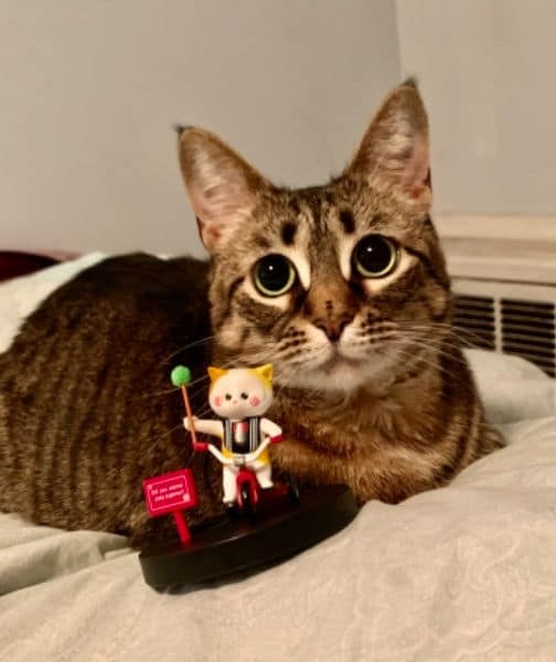 狗狗好棒寵物沙龍