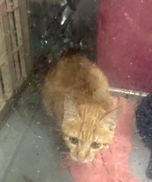 【待認養】混種貓 貓 (女生) - 臺東縣動物收容中心