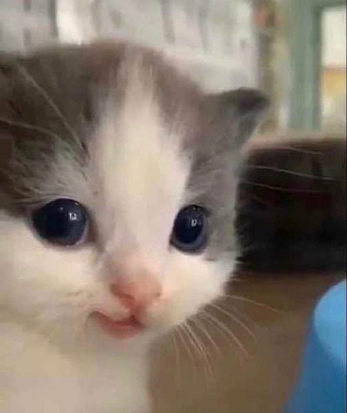 三生三世布偶貓舍