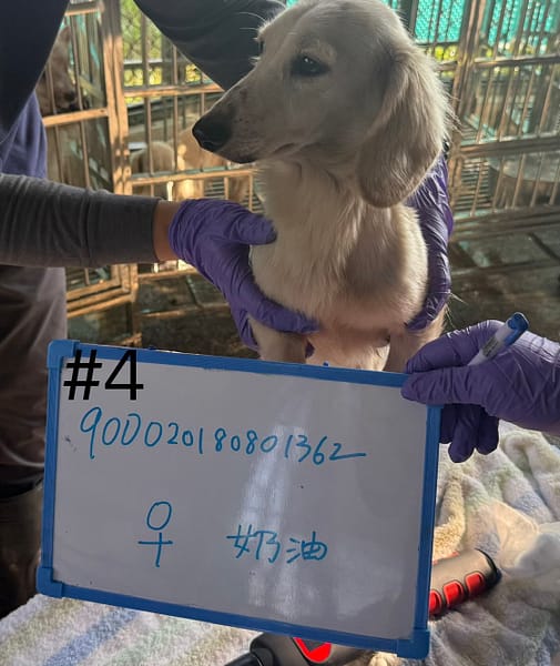 【待認養】長毛臘腸 狗 (女生) - 臺南市動物之家善化站