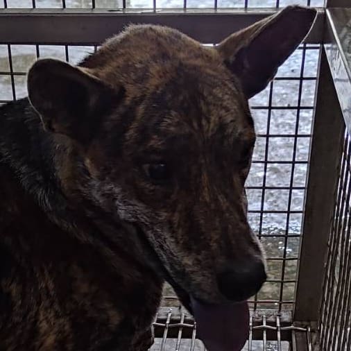 【待認養】混種犬 狗 (男生) - 臺南市動物之家善化站