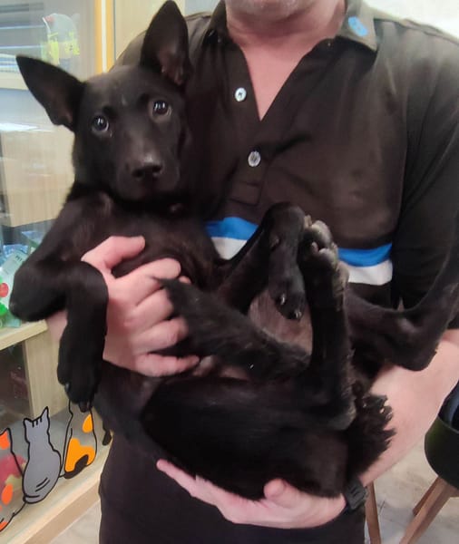 【待認養】混種犬 狗 (女生) - 新北市中和區公立動物之家