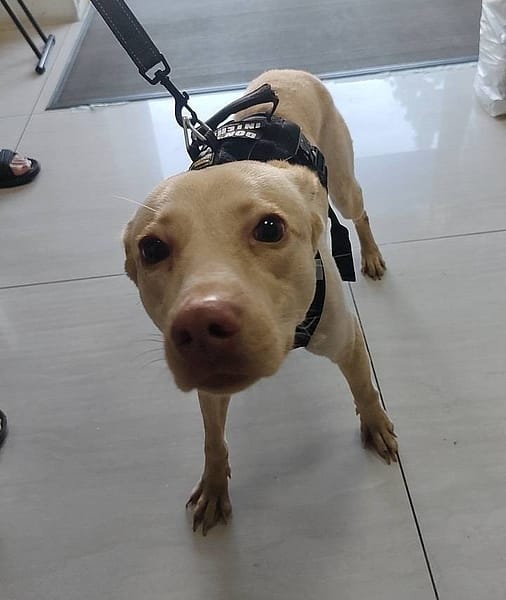 【待認養】混種犬 狗 (女生) - 嘉義市動物保護教育園區