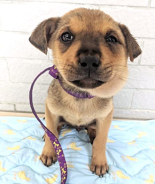 【待認養】混種犬 狗 (男生) - 新竹縣動物保護教育園區
