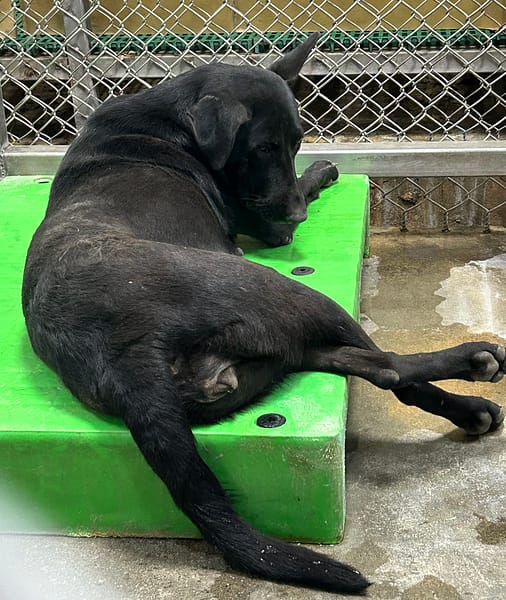 【待認養】混種犬 狗 (女生) - 臺東縣動物收容中心