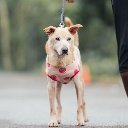 【待認養】混種犬 狗 (男生) - 新北市中和區公立動物之家