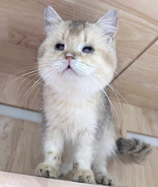 【待認養】英國短毛貓 貓 (男生) - 新竹縣動物保護教育園區