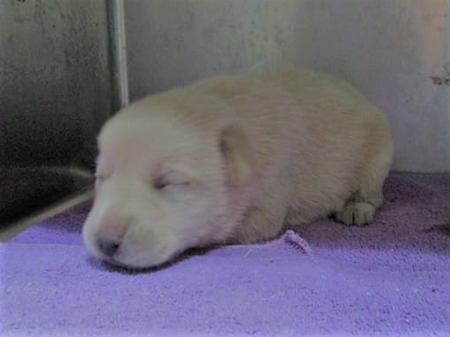 【待認養】混種犬 狗 (女生) - 高雄市壽山動物保護教育園區