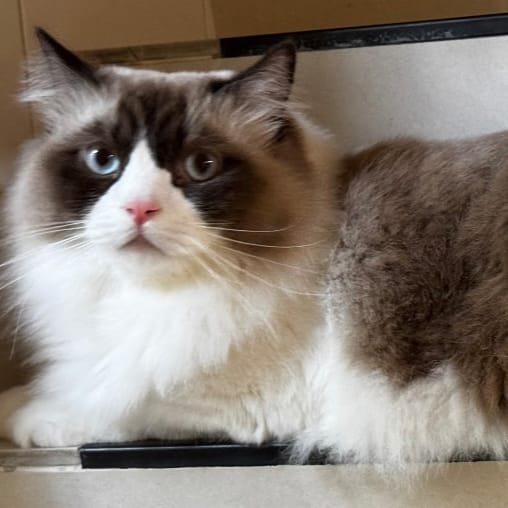 【急尋】布偶貓 - 新北市泰山區文程路18巷 (海豹雙色)