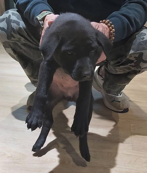 【待認養】混種犬 狗 (女生) - 桃園市動物保護教育園區