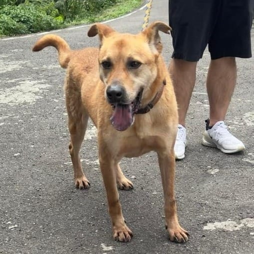 【待認養】混種犬 狗 (男生) - 新北市新店區公立動物之家