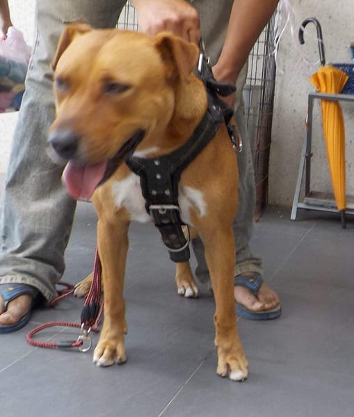 【待認養】混種犬 狗 (女生) - 南投縣公立動物收容所