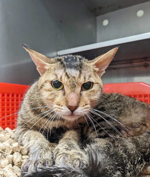 【待認養】混種犬 狗 (男生) - 新竹縣動物保護教育園區