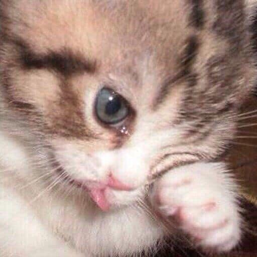 米雅寵物工作室