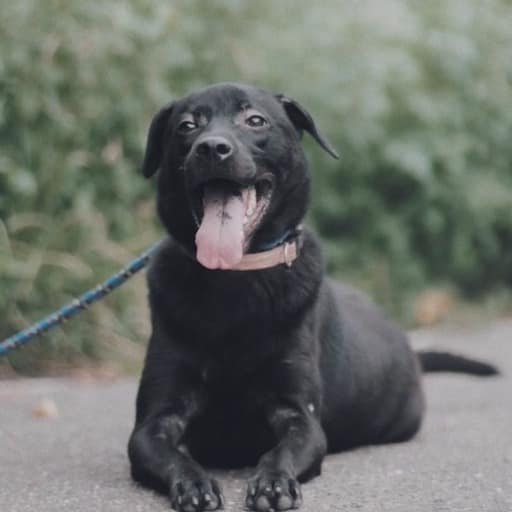 【待認養】混種犬 狗 (男生) - 新北市新店區公立動物之家