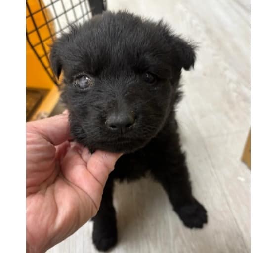 【待認養】混種犬 狗 (男生) - 新北市五股區公立動物之家