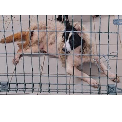 【待認養】混種犬 狗 (女生) - 連江縣動物之家