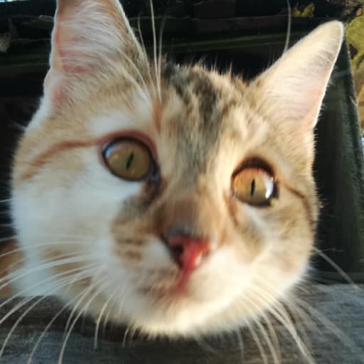 星都實業股份有限公司