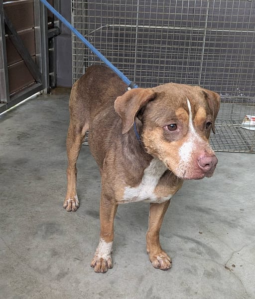 【待認養】比特犬 狗 (男生) - 新北市五股區公立動物之家