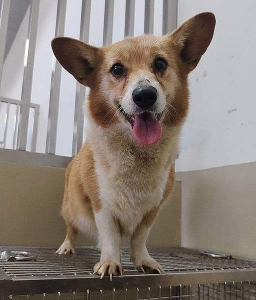 【待認養】威爾斯柯基犬 狗 (女生) - 嘉義市動物保護教育園區