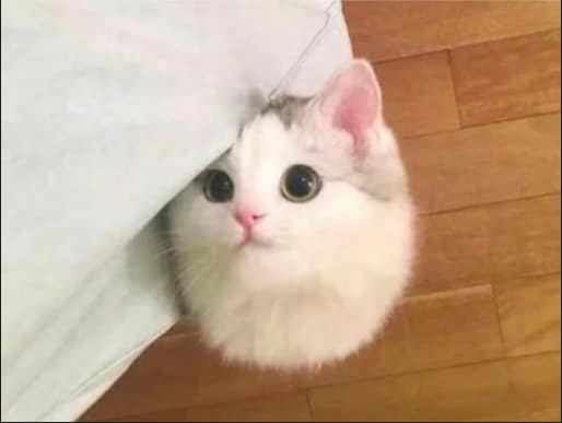 愛育寵物美容坊