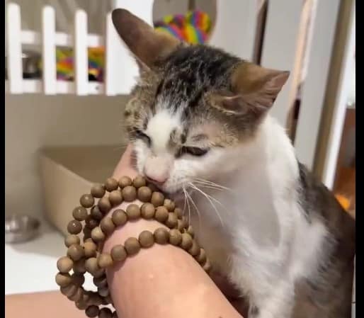 【待認養】混種貓 貓 (男生) - 新北市新店區公立動物之家