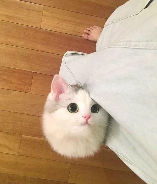 哲學貓緬因貓館