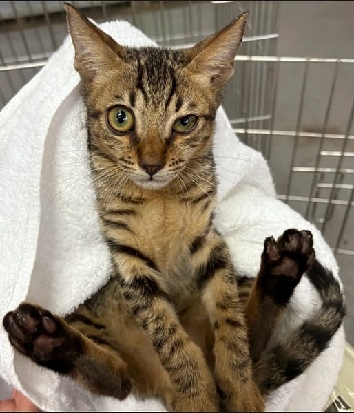 【待認養】混種貓 貓 (男生) - 新北市五股區公立動物之家