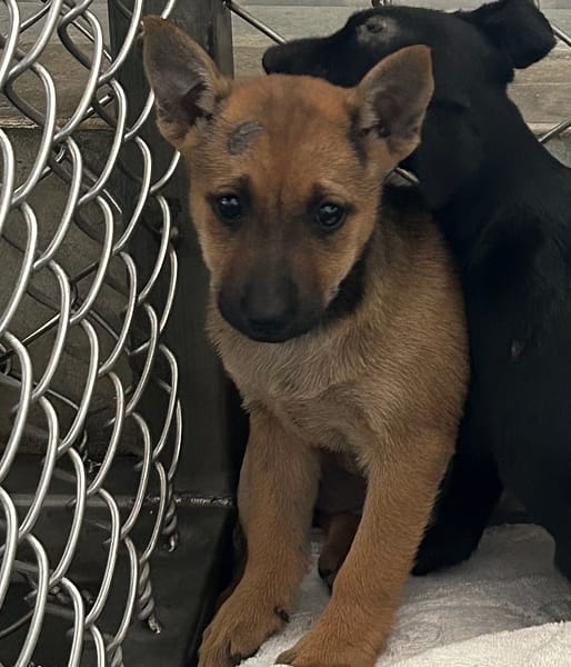 【待認養】混種犬 狗 (女生) - 臺東縣動物收容中心