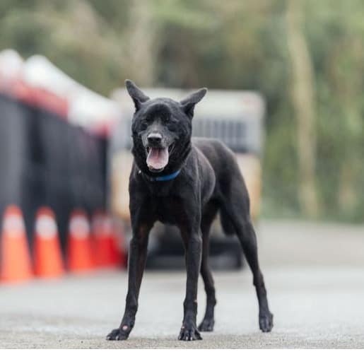 【待認養】混種犬 狗 (男生) - 新北市中和區公立動物之家